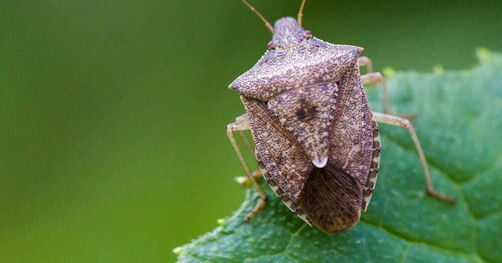 клоп вонючка